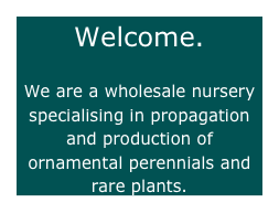 Welcome.

We are a wholesale nursery specialising in propagation and production of ornamental perennials and rare plants.